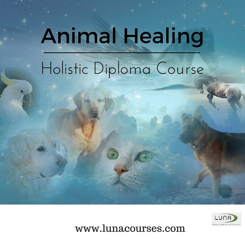 animal healing diploma course