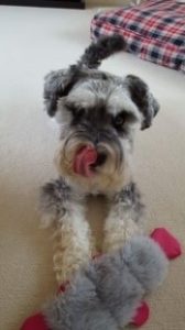 schnauzer and aromatherapy