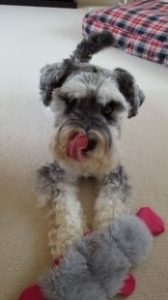 schnauzer and aromatherapy