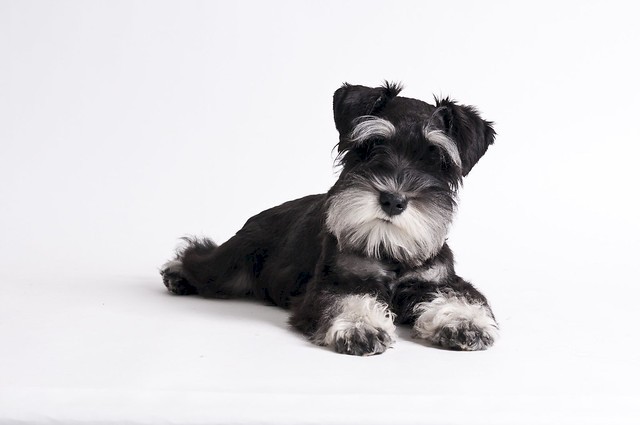 <?= Animal Therapy for Schnauzer Dog with Arthritis ?>