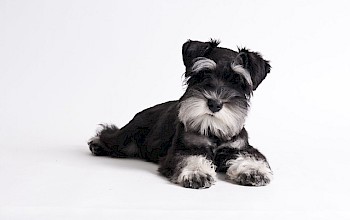 Animal Therapy for Schnauzer Dog with Arthritis