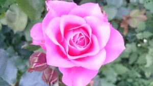 pink rose